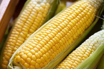 Corn on the cob, sweet corn for cooking food, fresh corn on wooden background, harvest ripe corn organic - top view
