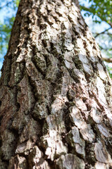 Fototapeta premium 松の木の樹皮 