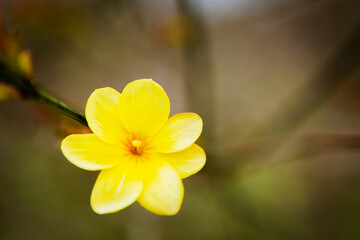 黄梅の花のクローズアップ	