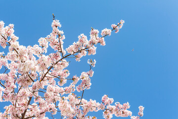 暖流桜	