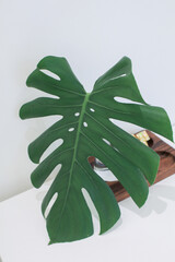 Monstera deliciosa in pot. Leaf house plant on white background. Flower pots on side tables in living room