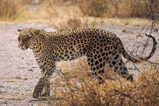 Beautiful leopard looking for a prey in the African savanna