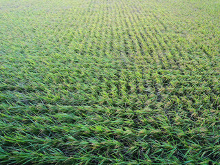 green paddy field (rice paddy), wind blows over the paddy field during summer in Hualien, Taiwan