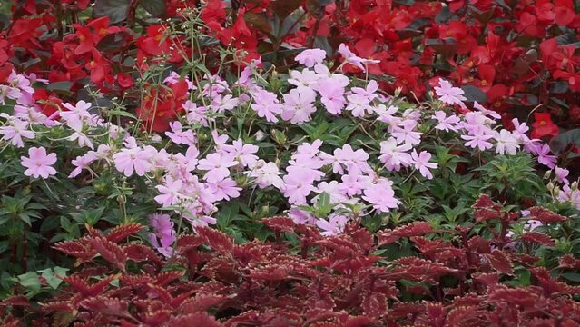 Closeup of a colorful flowers in a garden