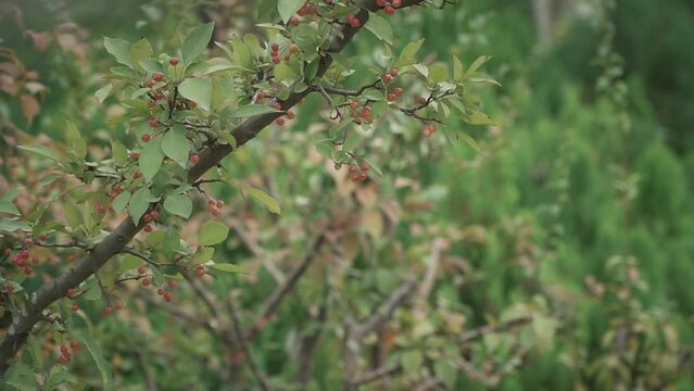Beautiful view of cherries growing on trees in a garden