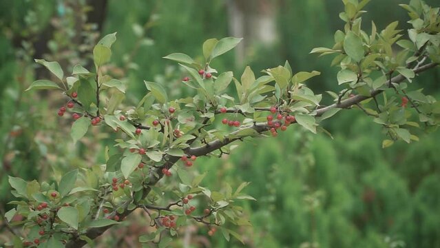 Beautiful view of cherries growing on trees in a garden