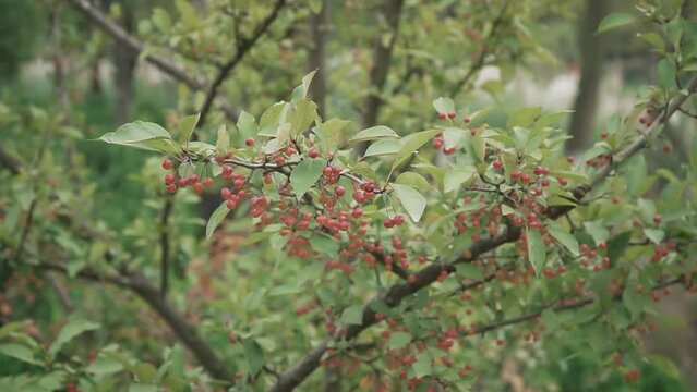 Beautiful view of cherries growing on trees in a garden