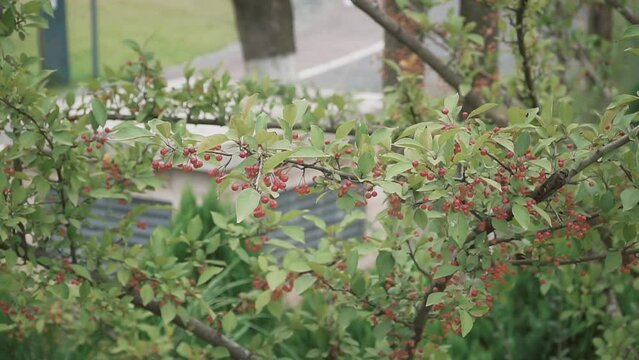 Beautiful view of cherries growing on trees in a garden