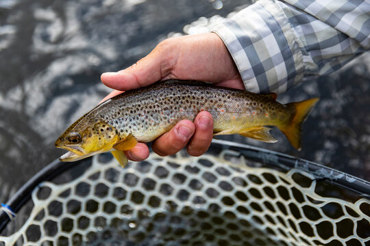 Fly Fishing Net with brown trout Provo River Utah in United States 