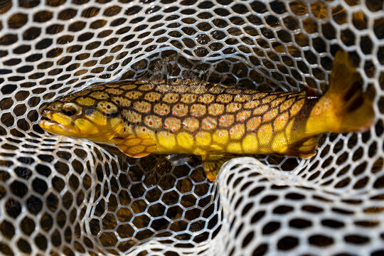 Fly Fishing Brown Trout Provo River Utah in United States 