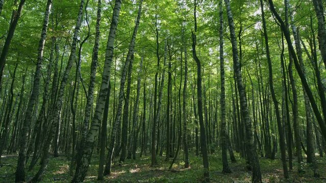 Green deciduous trees. Beautiful nature green landscape. Time lapse.