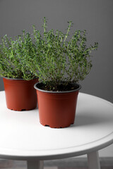 Aromatic green thyme in pots on white table against grey wall