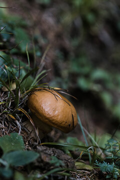 Summer Boletus