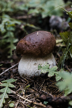 Black Boletus