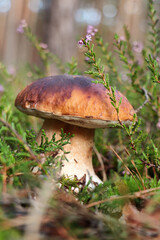 Beautiful porcini mushroom growing near plants outdoors, closeup