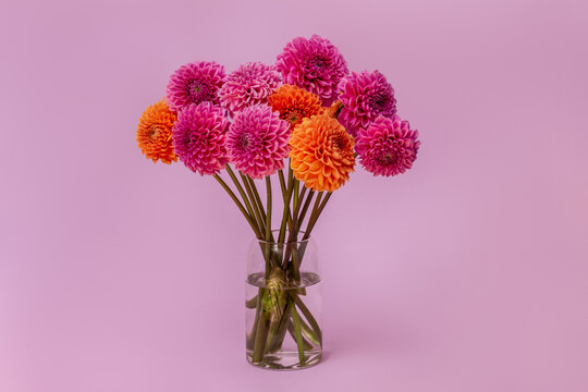 Orange and lilac dahlias flower on lilac background