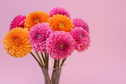Orange and lilac dahlias flower on lilac background
