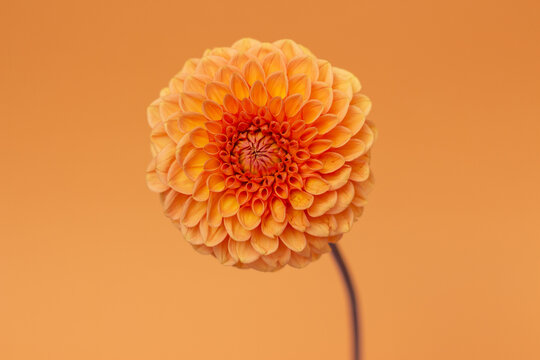 Orange dahlia flower