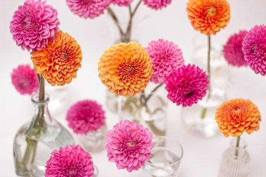 Pink and orange dahlias in vases on white background