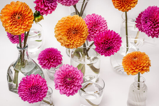 Pink and orange dahlias in vases on white background