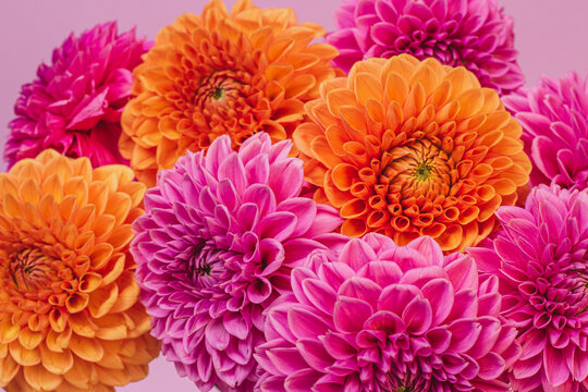 Orange and lilac dahlias flower on lilac background