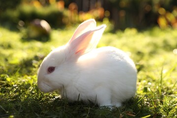 Cute white rabbit on green grass outdoors