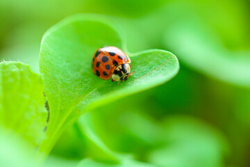 Ladybug on a green lettuce leaf.spring seedling lettuce sprouts.Lettuce sprouts. Growing seedlings at home.plant growing and farming . Insects and plants