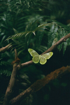 Fototapeta Yellow butterfly