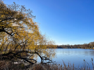 A willow tree arching into a blue lake with a clear sky and wetland plants and cattails in the foreground.