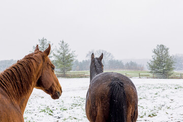 Two horses looking out at their snowy pasture.