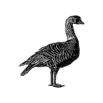 Hawaiian Goose hand drawing vector illustration isolated on background.