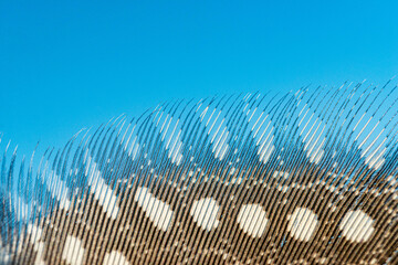 Guinea Fowl Feather