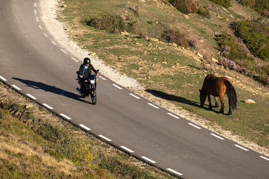 motorbike rider on a road with free roaming horse grazing 