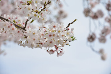 Obraz premium 桜 ソメイヨシノ