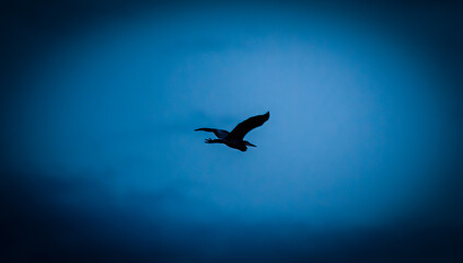 Birds of North America