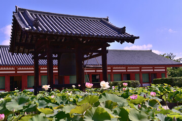 lotus flowers in Yakushi-ji temple
