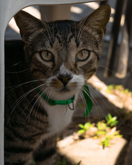 Gato la mirada mas sincera
