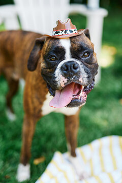 A Boxer wearing a tiny cowboy hat