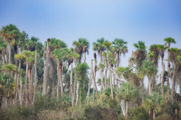 Fototapeta na wymiar Palm trees in Wetlands