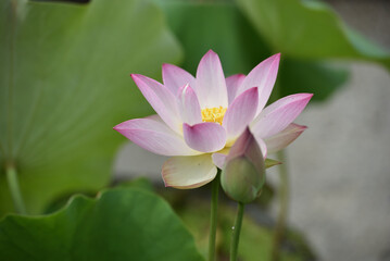 pink lotus flower