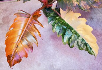 variegated leaves of Philodendron Caramel Marble © Khairil