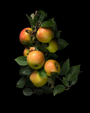 King of the Pippins