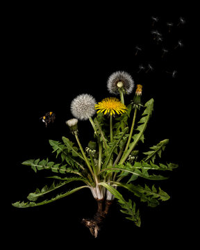 Dandelion with bumblebee