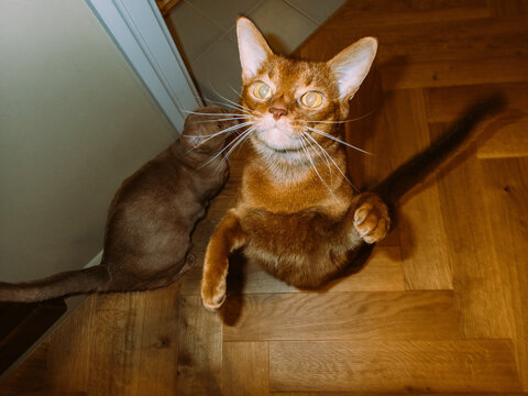 Abyssinian cat.