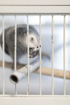 parrot