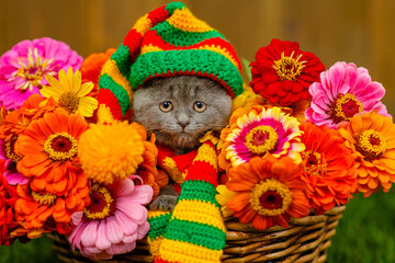 Fototapeta premium A small gray kitten lying in a basket full of multi-colored dahlias standing on the green grass of the lawn with a multi-colored cap on his head and a scarf around his neck. Cozy autumn concept