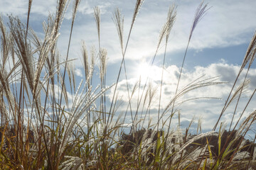 Fototapeta premium reeds on the beach