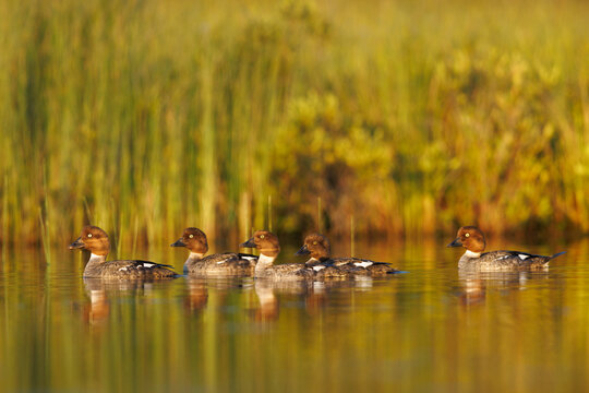 Common Goldeneye