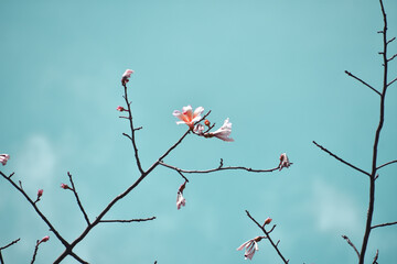 Fototapeta premium Blue