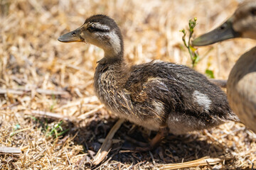 A little Mallard duckling (Anas platyrhynchos).